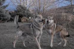 Československý vlčák