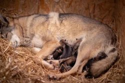 Československý vlčák