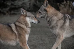 Československý vlčák