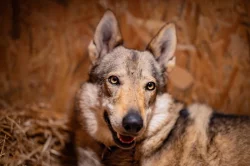 Československý vlčák