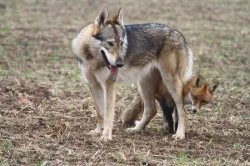 Československý vlčák