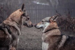 Československý vlčák