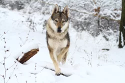 Československý vlčák