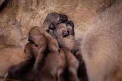 Československý vlčák