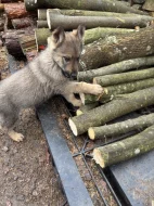 Štěňata Německého ovčáka