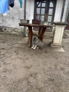 Štěňata Německého ovčáka