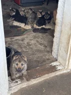 Štěňata Německého ovčáka