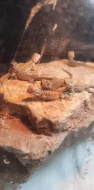 Agama vousata