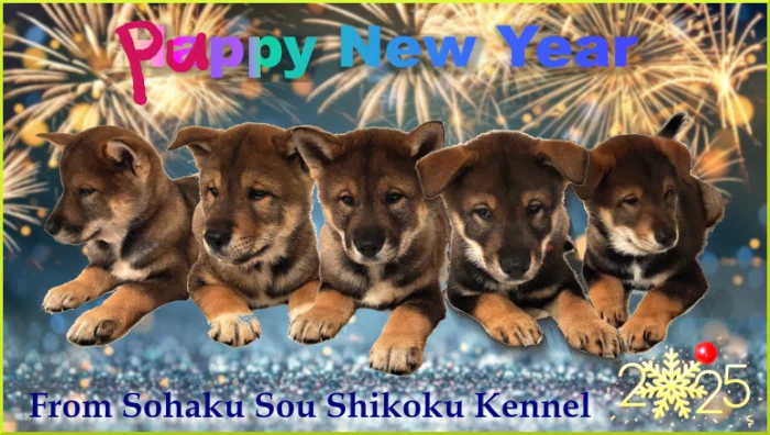 Exkluzivně nabízíme štěňátka Shikoku, novou nepříbuznou krev v Evropě!