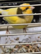 Zpívající kanárci