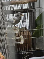 Zpívající kanárci