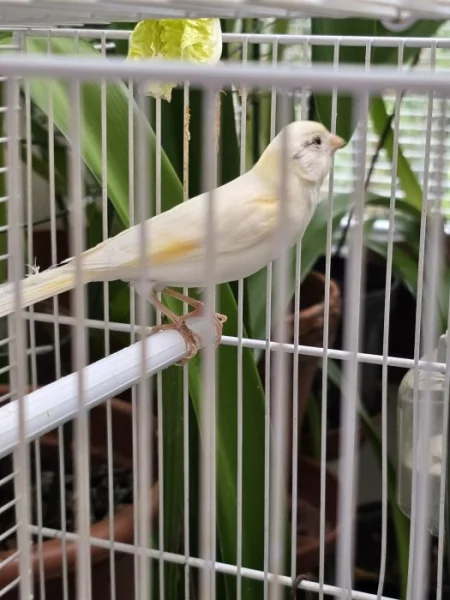 Zpívající kanárci