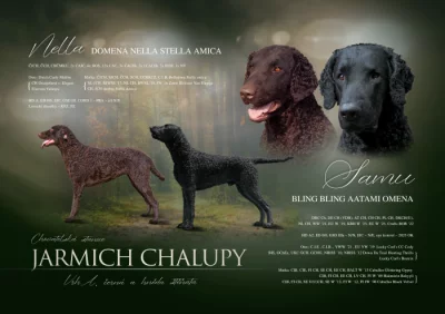 Curly coated retriever - štěňátka