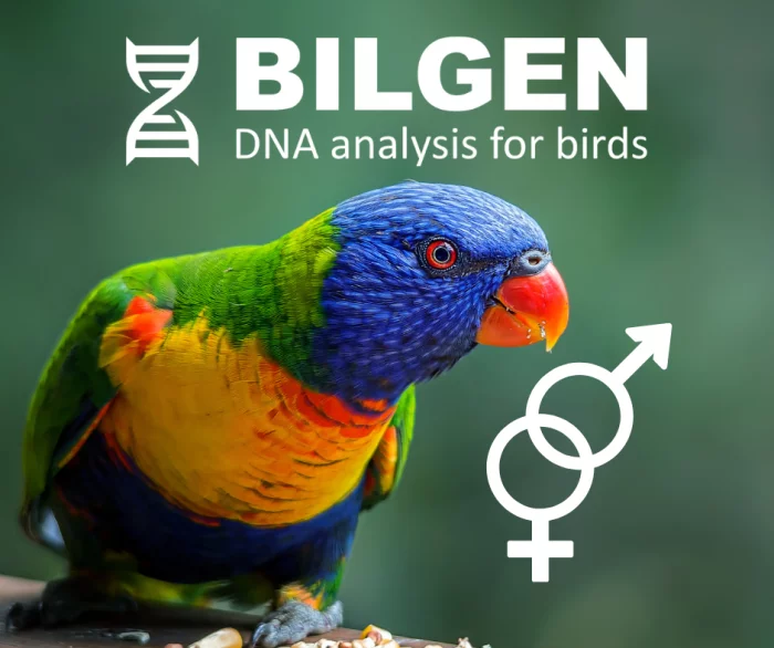 Určení pohlaví analýzou DNA - BILGEN s.r.o.