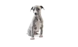Whippet/Vipet