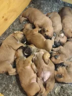 štěňata německého boxera bez PP