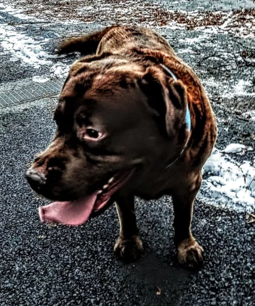 Hnědý Krátkosrstý Labrador s PP 5000;-