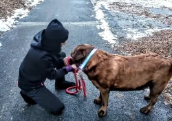 Hnědý Krátkosrstý Labrador s PP 5000;-