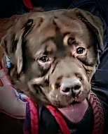 Hnědý Krátkosrstý Labrador s PP 5000;-