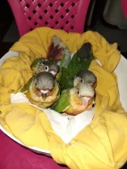 Pyrura zelenolící,