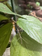 Strašilky Phaenopharos khaoyaiensis