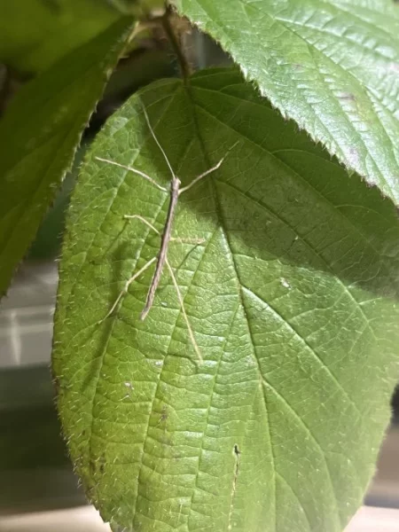 Strašilky Phaenopharos khaoyaiensis