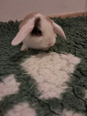 Kralicky