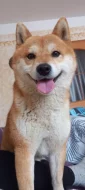 Shiba inu