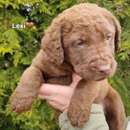 Štěňata Chesapeake Bay Retriever