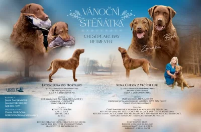 Štěňata Chesapeake Bay Retriever