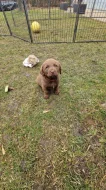 Štěňata Chesapeake Bay Retriever