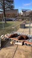 Štěňata Chesapeake Bay Retriever