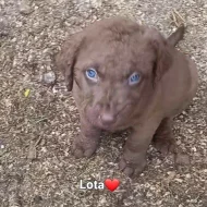 Štěňata Chesapeake Bay Retriever