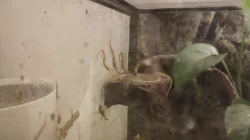 Gekon panenský (Lepidodactylus lugubris)