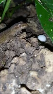 Gekon panenský (Lepidodactylus lugubris)