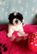 Shih-tzu s PP