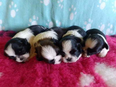 Shih-tzu s PP