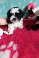 Shih-tzu s PP