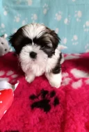 Shih-tzu s PP