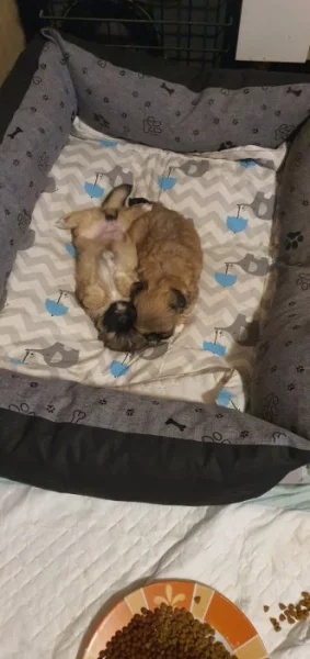 pekingské palácový psík