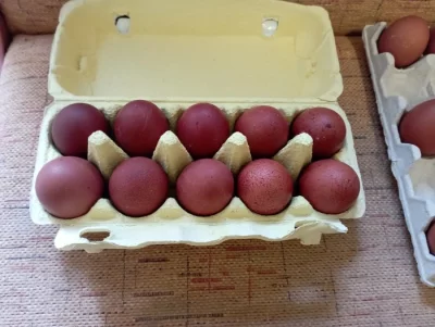 Prodám nasadova vejce marans