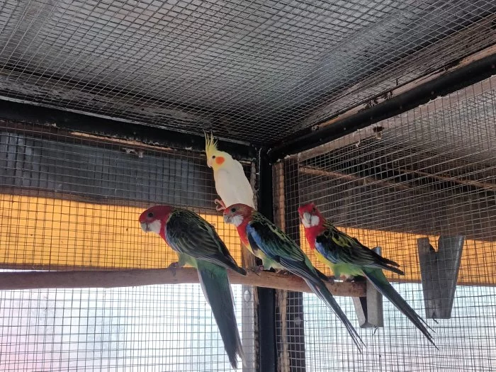 Prodám rosely pestré