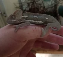 Chameleon jemenský (Chamaeleo calyptratus)