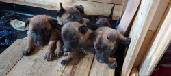 Štěňata Belgického ovčáka Malinois s PP