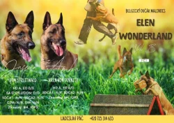 Štěňata Belgického ovčáka Malinois s PP