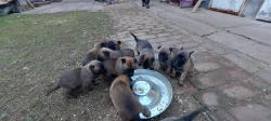 Štěňata Belgického ovčáka Malinois s PP
