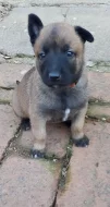 Štěňata Belgického ovčáka Malinois s PP