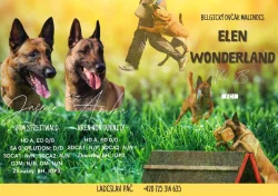 Štěňata Belgického ovčáka Malinois s PP