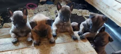 Štěňata Belgického ovčáka Malinois s PP