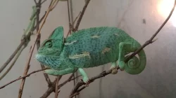 Chameleon jemenský (Chamaeleo calyptratus)